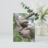 Sloth Baby mit Mutter, die von einem Baum hängt Postkarte (Stehend Vorderseite)