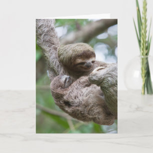 Sloth Baby mit Mutter Hänge von einem Baum Karte