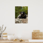 Sloth Bear Foto Poster (Küche)