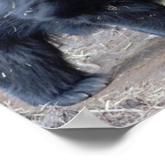 Sloth Bear Poster (Ecke)