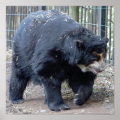 Sloth Bear Poster (Vorne)