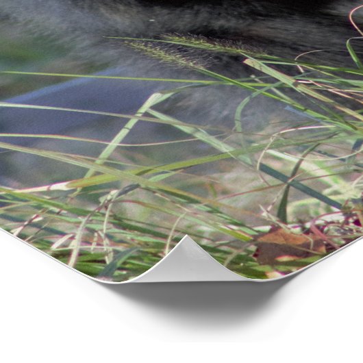 Sloth Bear Poster (Ecke)