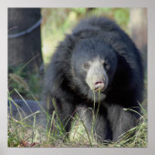 Sloth Bear Poster (Vorne)