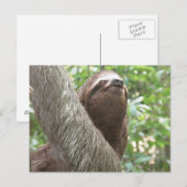 Sloth Climbing Postkarte (Vorne/Hinten)