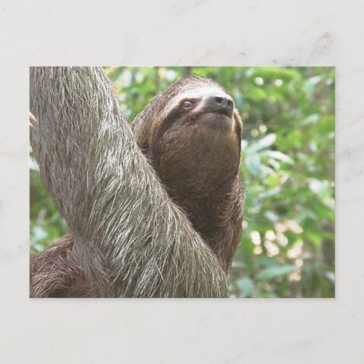 Sloth Climbing Postkarte (Vorderseite)