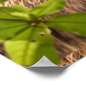 Sloth Couple Poster (Ecke)