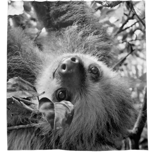 Sloth Duschvorhang (Vorderseite)