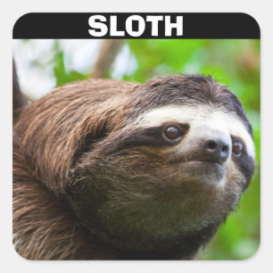 Sloth Face Quadratischer Aufkleber