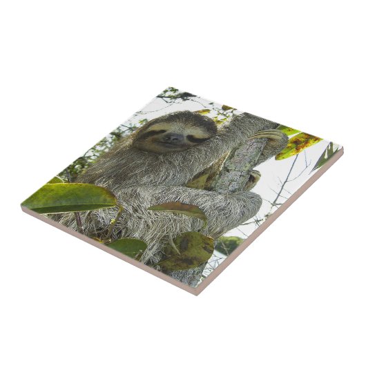 Sloth Fliese (Seite)