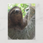 Sloth Foto Design Postkarte (Vorderseite)
