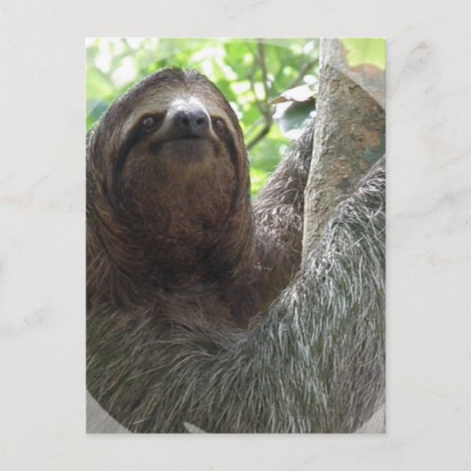 Sloth Foto Design Postkarte (Vorderseite)