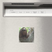 Sloth Foto Design Square Magnet (In Situ (Geschirrspüler))
