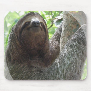 Sloth-Foto-Entwurfs-Mausunterlage Mousepad