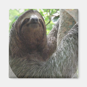 Sloth-Foto-Entwurfs-Quadrat-Magnet Magnet