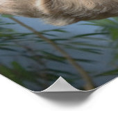 Sloth Foto Poster (Ecke)