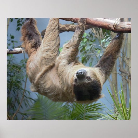 Sloth Foto Poster (Vorne)