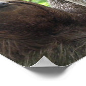 Sloth Foto Poster Print (Ecke)