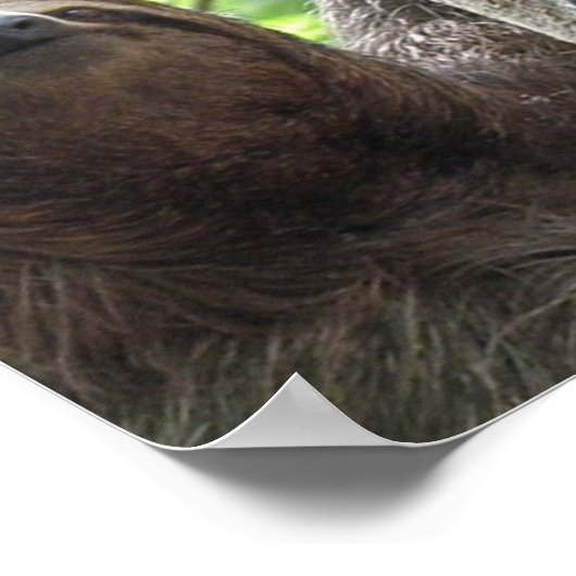 Sloth Foto Poster Print (Ecke)