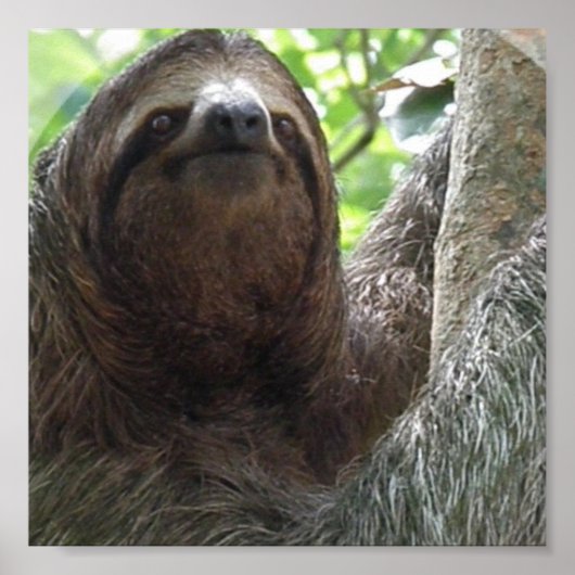 Sloth Foto Poster Print (Vorne)