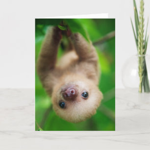 Sloth Greeting Card Karte