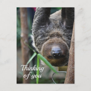 Sloth Hanging Out Edinburgh Zoo Denken Sie an Sie Postkarte