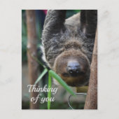 Sloth Hanging Out Edinburgh Zoo Denken Sie an Sie Postkarte (Vorderseite)
