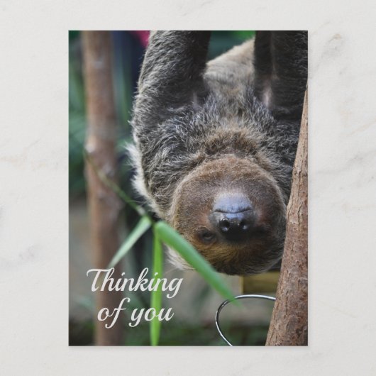 Sloth Hanging Out Edinburgh Zoo Denken Sie an Sie Postkarte (Vorderseite)