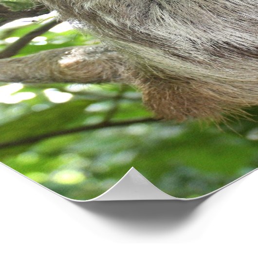 Sloth in Tree Poster (Ecke)