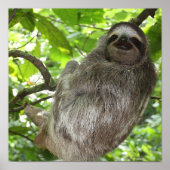 Sloth in Tree Poster (Vorne)