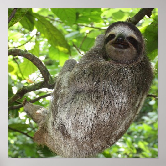 Sloth in Tree Poster (Vorne)