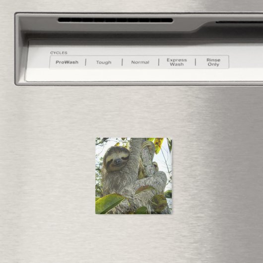 Sloth Magnet (In Situ (Geschirrspüler))