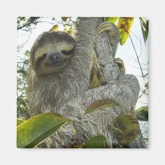 Sloth Magnet (Vorne)