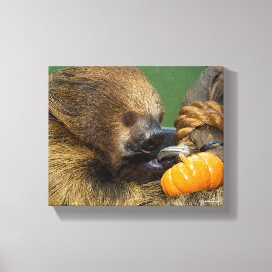 Sloth mit Pumpkin Leinwanddruck (Vorderseite)