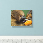 Sloth mit Pumpkin Leinwanddruck (Insitu (Holzboden))