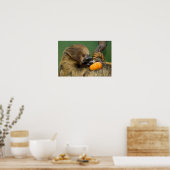 Sloth mit Pumpkin Poster (Küche)