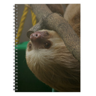 Sloth Notizblock