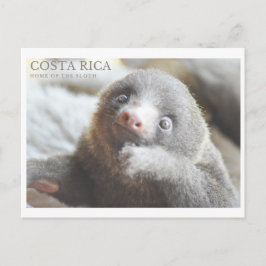 Sloth Postcard Costa Rica Souvenir  Postkarte