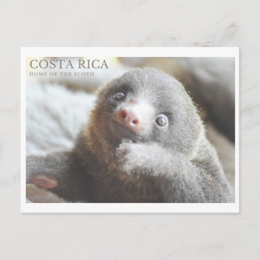 Sloth Postcard Costa Rica Souvenir Postkarte (Vorderseite)