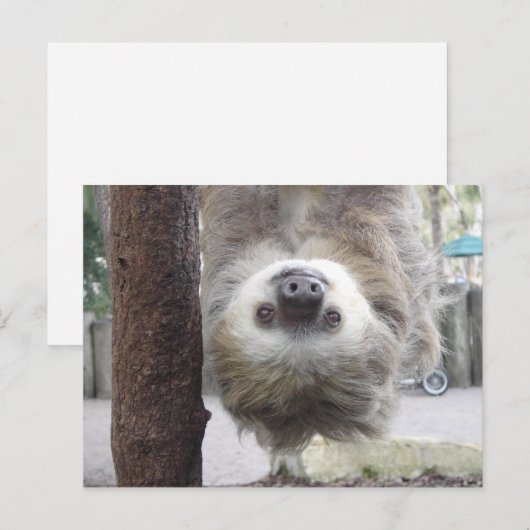 Sloth Postcard Postkarte (Vorne/Hinten)