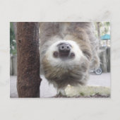 Sloth Postcard Postkarte (Vorderseite)