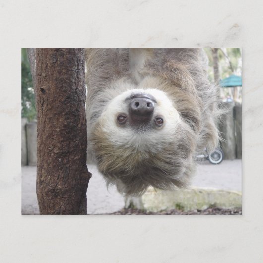 Sloth Postcard Postkarte (Vorderseite)