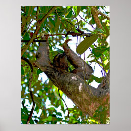 Sloth Poster