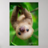 Sloth Poster (Vorne)