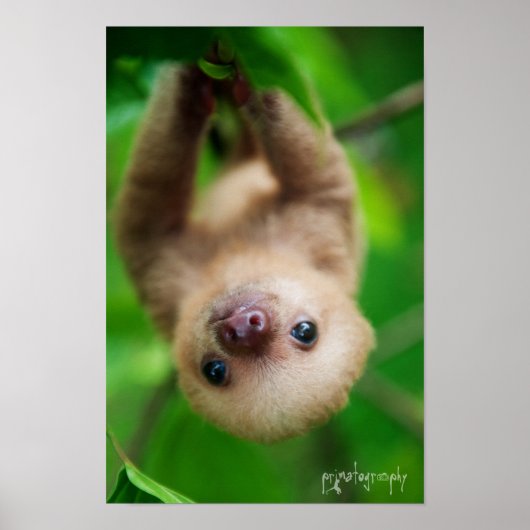Sloth Poster (Vorne)