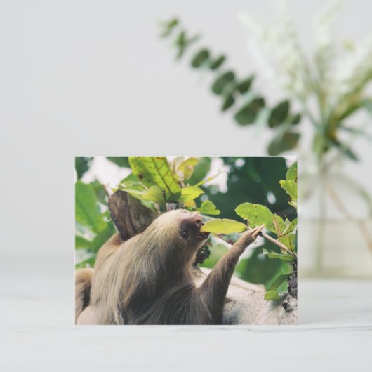 Sloth Postkarte (Stehend Vorderseite)