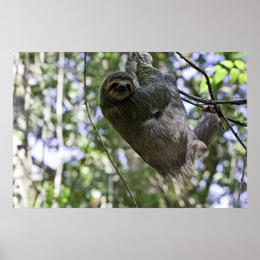 Sloth Print Poster (Vorne)