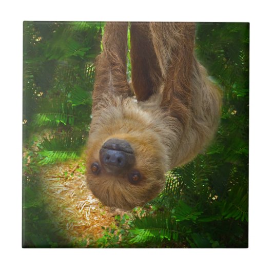 Sloth Rainforest Geschenke Fliese (Vorderseite)