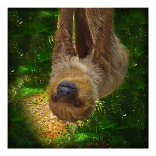 Sloth Rainforest Poster (Vorderseite)