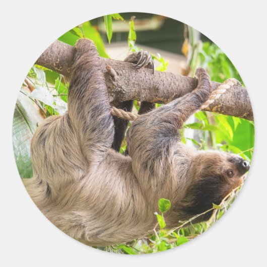 Sloth Runder Aufkleber (Vorderseite)