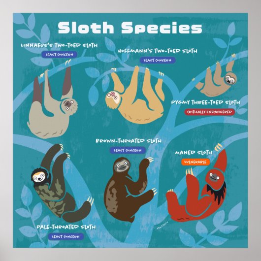 Sloth Species Art Poster (Vorne)